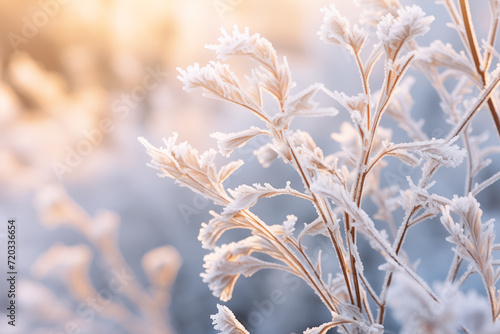 Close-Up Serene Frosted Plant in Sunlight. Close-up of frosted plants with sunlight, ideal for serene winter backgrounds. © Anastasiia Ignateva