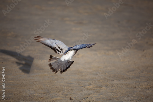 pigeon in flight