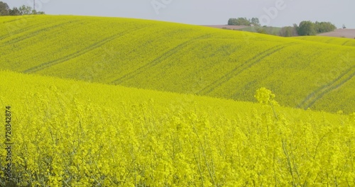 Rolling Hills Covered With Canola Plants In Bloom