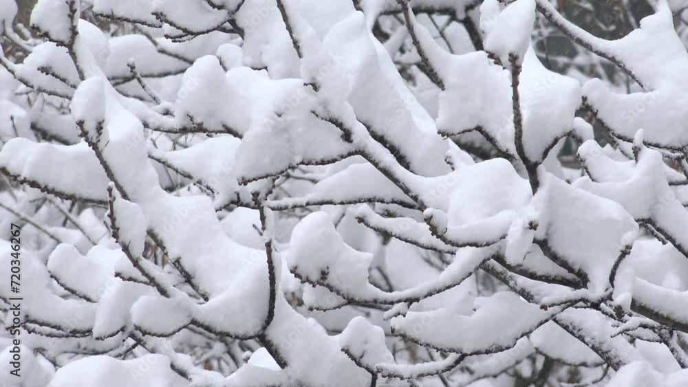 Snowing, Blizzard Winter Scene, Snowstorm First Snow Fall in Forest, Wood, Children's Joy, Winter Sport Snowing, Blizzard Winter Scene, Snowstorm First Snow Fall in Forest, Wood, Children's Joy, Winter Sport