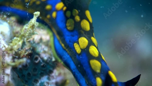 Underwater blue yellow dot nudibranch Tambja sagamiana macro closeup various angles on tropical coral reef rock
 photo