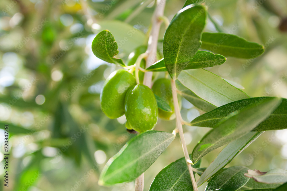 Green olives grow on the branch olive tree, close-up. Olive background for publication, design, poster, calendar, post, screensaver, wallpaper, postcard, banner, cover. High quality photo