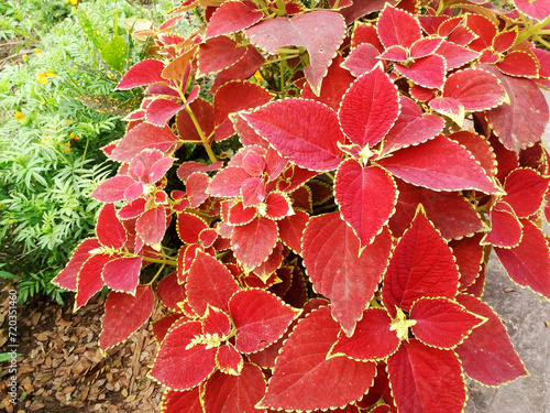 Beautiful coleus blumei plants in the garden