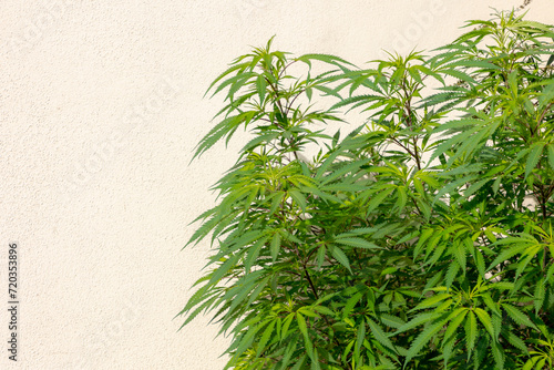 Selective focus young soft peak of Marijuana with green leaves in garden, Cannabis is a psychoactive drug from the Cannabis plant used primarily for medical or recreational purposes, Nature background