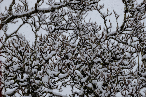 Schneebedeckter Magnolienbaum photo