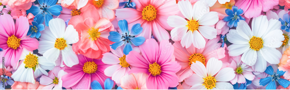 Colorful flower background. Colorful cosmos flowers. Floral pattern.