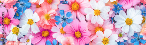 Colorful flower background. Colorful cosmos flowers. Floral pattern.