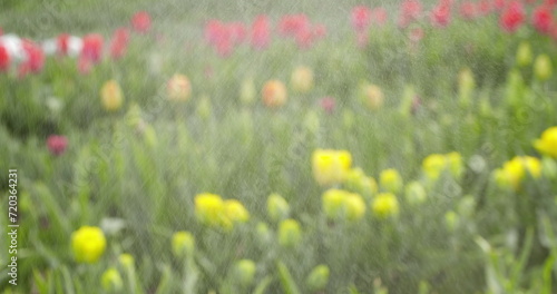 Tulips Plantation in Netherlands Agriculture