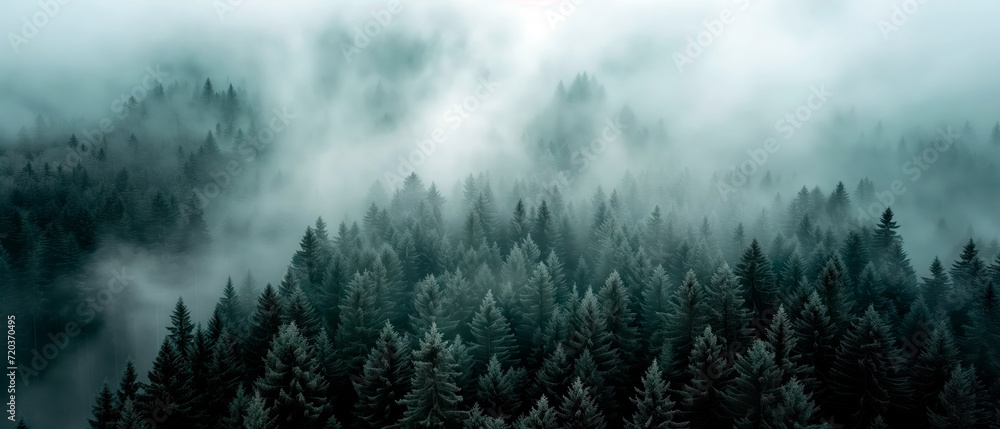 Landscape photo of fir misty forest with fog. Natural esthetic view for environment consciousness. Landscape photo of fir misty forest with fog. Natural esthetic view for environment consciousness.