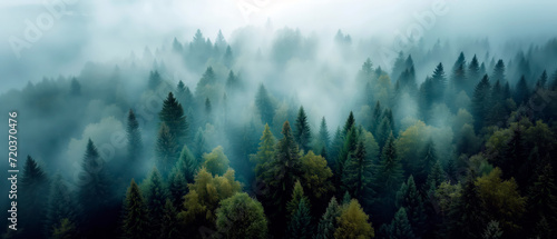 Landscape photo of fir misty forest with fog. Natural esthetic view for environment consciousness.