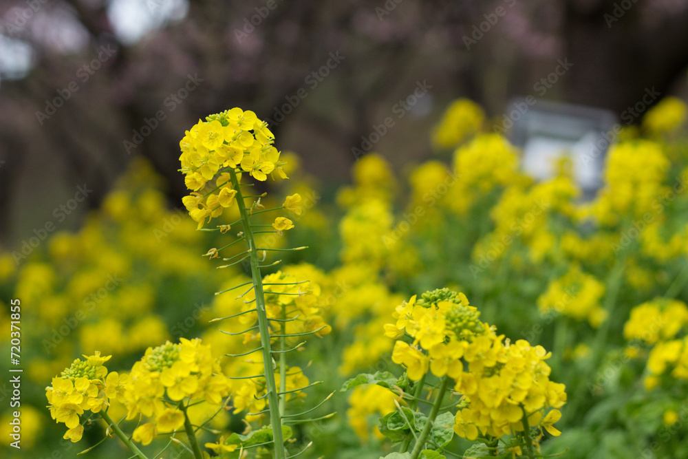 Obraz premium 菜の花