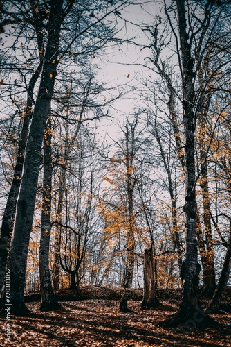 Vertical Shot Forest Covered Dried Leaves Bare Trees Autumn Dilijan Armenia 1