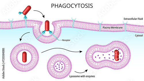 Phagocytosis - Process for nutrition in unicellular organisms, while in multicellular organisms it is found in specialized cells called phagocytes - Cell Medical Vector Illustration photo