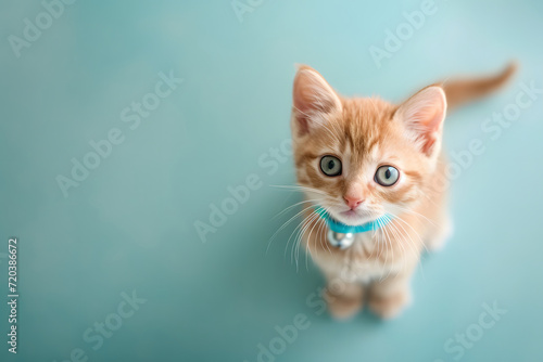 little orange cat with a blue collar standing on a blue background
