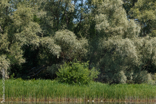 summer landscape of green trees on the river bank, dense foliage with reeds in the foreground