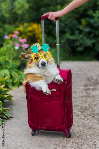 cute corgi dog in sunglasses peeks out of an open suitcase for traveling on vacation © nataba