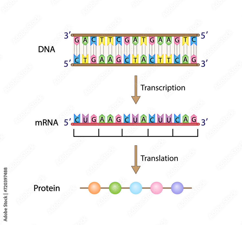 Transcription And Translation DNA MRNA And Protein Synthesis DNA Is 