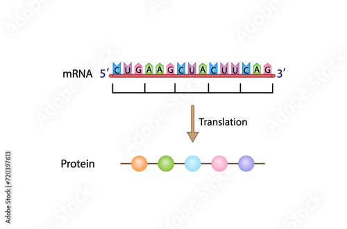 Translation, mRNA directs protein synthesis. mRNA and Protein synthesis. Genetic code. Vector illustration.	
