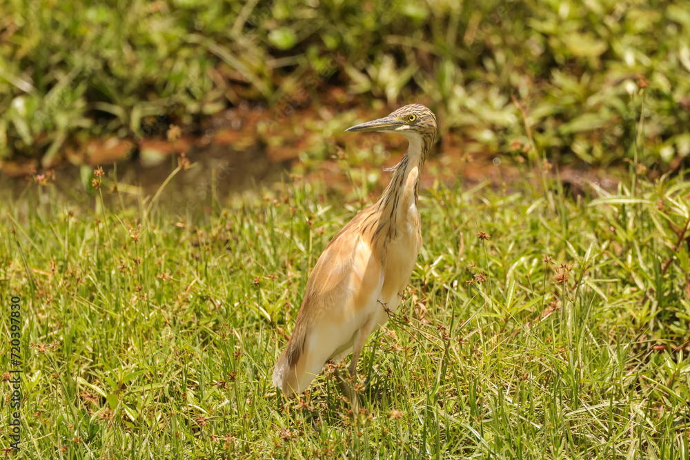 a single squacco heron in the wetlands of Amboseli NP a single squacco heron in the wetlands of Amboseli NP