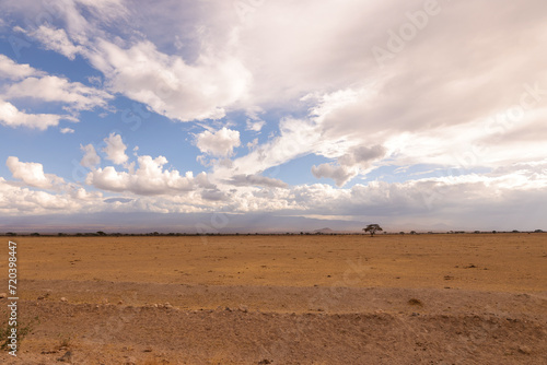 a single tree in the savannah of Amboseli NP