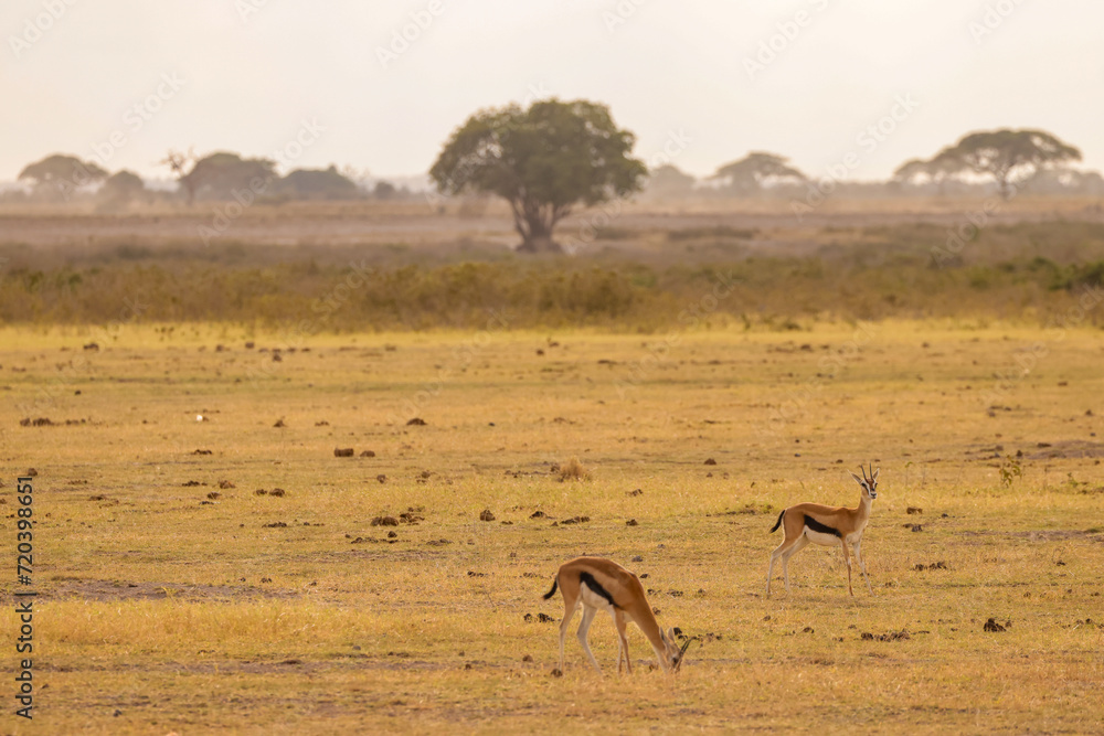savannah with thompson gazelles in Amboseli NP savannah with thompson gazelles in Amboseli NP