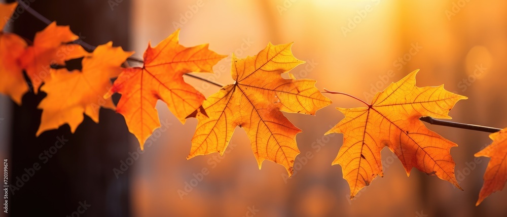 orange autumn maple leaves with soft focus at gold sunset in the forest, autumn background, Generative AI orange autumn maple leaves with soft focus at gold sunset in the forest, autumn background, Generative AI