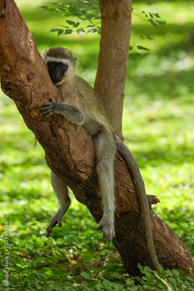 Obraz premium vervet monkey hanging on a tree trunk