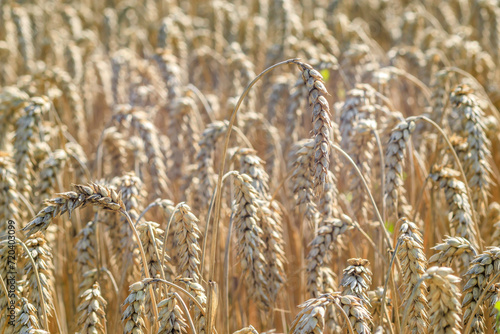 Ears of wheat close-up. Wheat field.