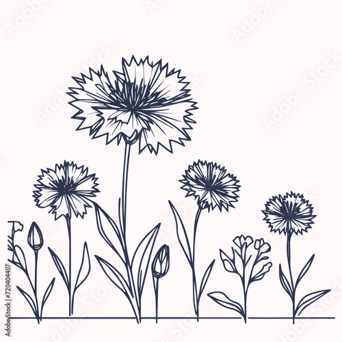 Cornflowers. Monochrome vector illustration. Hand drawn.