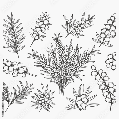 Hand drawn sea buckthorn set. Vector illustration for your design