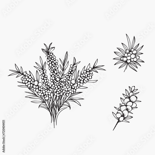 Sea buckthorn berries set. Hand drawn sketch. Vector illustration