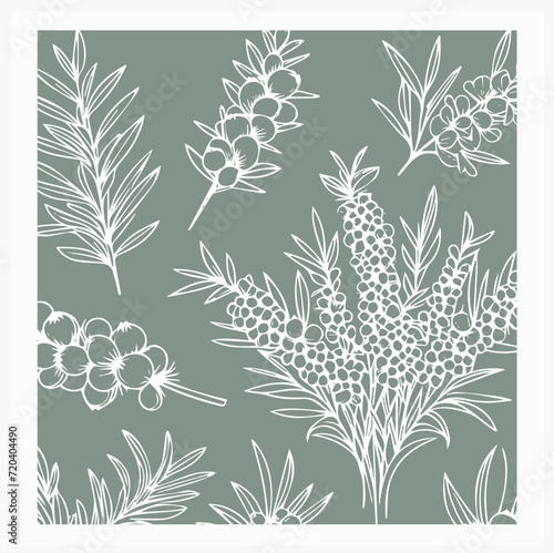 Seamless pattern with sea buckthorn berries and leaves. Vector illustration