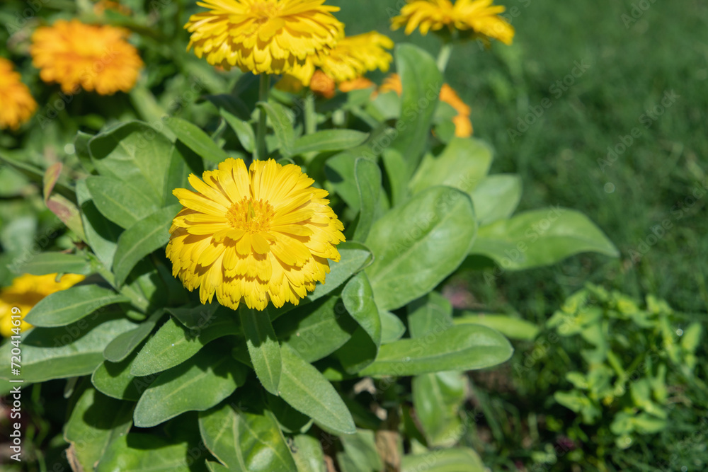 Yellow pot marigold (Calandula officinalis) with filled blossom. Popular ornamental and medicinal plant. Yellow pot marigold (Calandula officinalis) with filled blossom. Popular ornamental and medicinal plant.