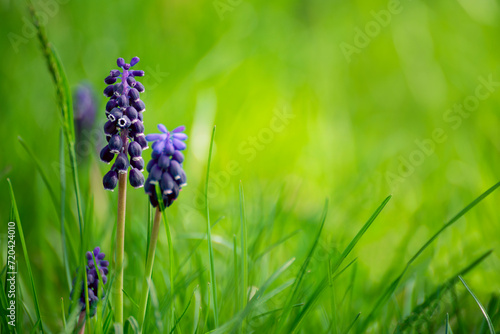 spring flowers purple muscari in green grass. Muscari armeniacum
