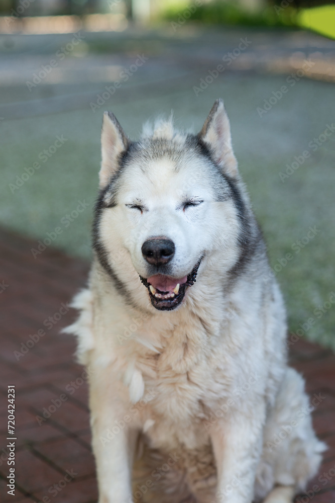 Close up portrait of an old siberian husky  in natural light in a farm