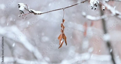 Tree branches on the background of snowfall. Flakes of snow falling down winter landscape.