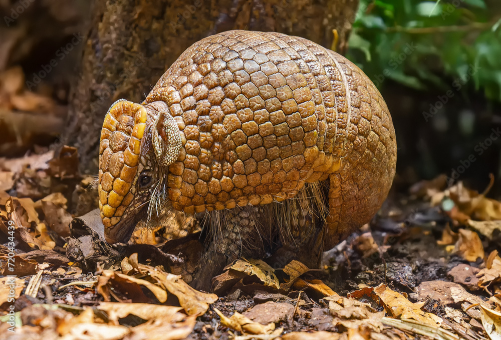 Close up view of a Southern three-banded armadillo (Tolypeutes matacus) Close up view of a Southern three-banded armadillo (Tolypeutes matacus)