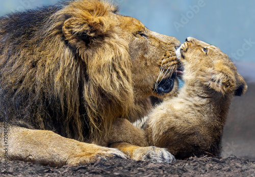 Close up view of Asiatic lion (Panthera leo persica) - father playing with his cub