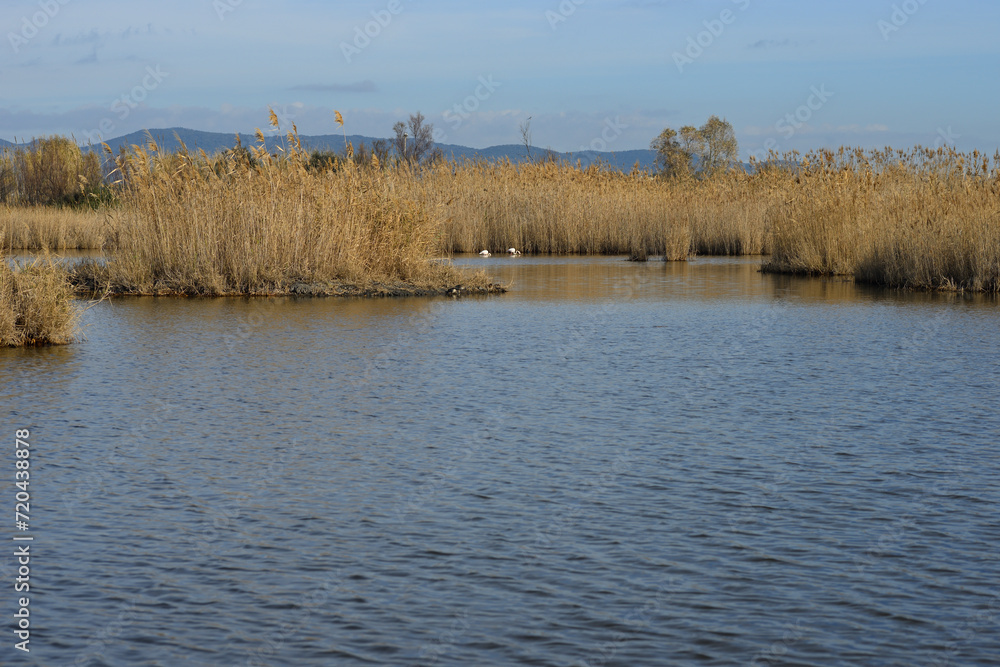 Two flamingo birds filtering water in a Italian wetland park