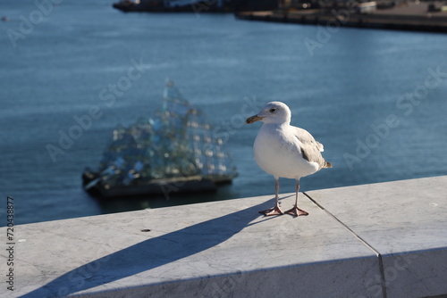 A seagull outside the Operahuset theatre - Oslo - Norway photo