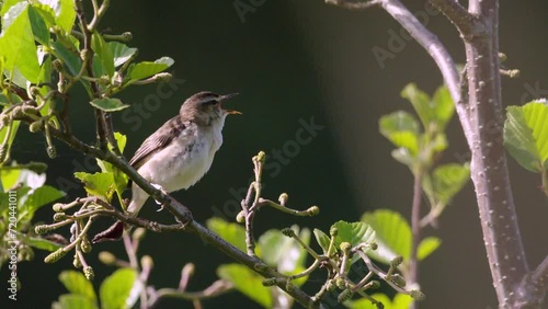Sedge Warbler reed bird singing summer morning South Milton Ley, South Devon, UK