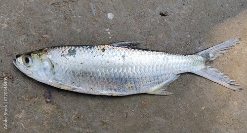 One single freshwater carp fish caught from the fishery and kept on ground, A white color Raw carp fish on ground.