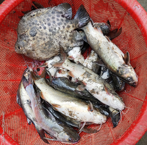 Freshwater fish caught from the fishery and kept in basket, Raw fish in Basket