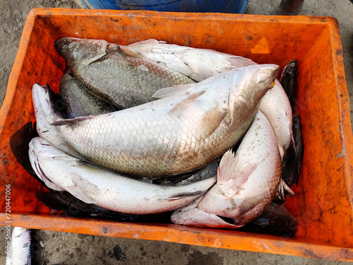Freshwater fish caught from the fishery and kept in basket, Raw fish in Basket