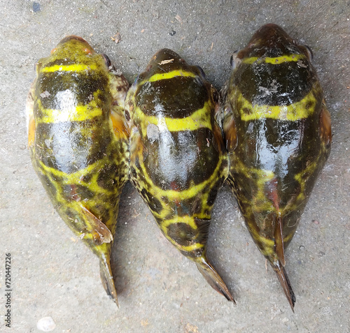 Three spotted puffer fish caught from the fishery and kept on ground, freshwater Raw fish on mud.
