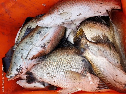 Freshwater fish caught from the fishery and kept in basket, Raw fish in Basket