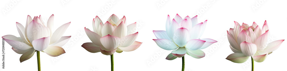 A set of delicate white and pink lotus flowers with pink and white petals on a transparent background. A set of delicate white and pink lotus flowers with pink and white petals on a transparent background.