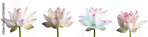 A set of delicate white and pink lotus flowers with pink and white petals on a transparent background.