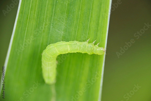 (Clepsis pallidana) Herald Moth Caterpillar on leaf photo