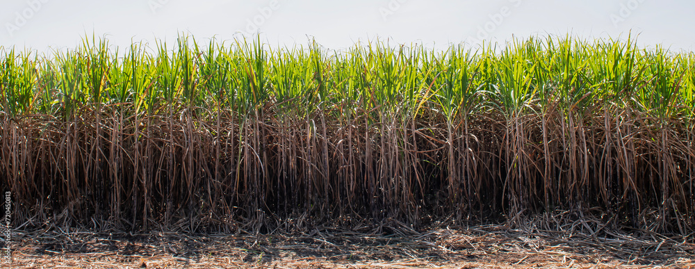 Obraz premium sugar cane fields, agriculture, green plants,growth